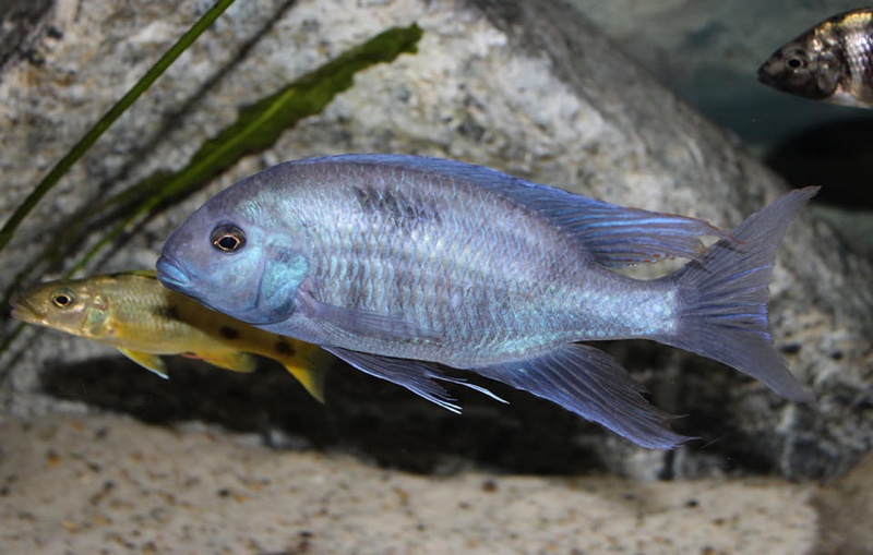 Otopharynx selenurus